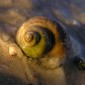 Green snail